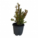 Чемшир Microphylla Faulkner 3 л