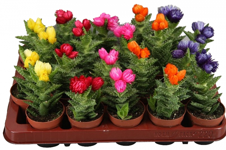 Алое Squarrosa ф6.5 см h15-20 см - Кактуси и сукуленти