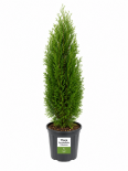 Туя Occidentalis Columna 3л