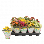 Каланхое микс ф8 см h15 см