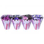 Сейнтполия Bicolor микс ф12 см h20 см