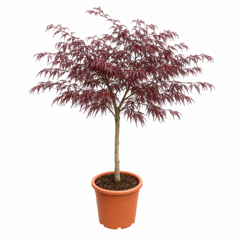 Ацер  Palmatum 10 л - Листопадни храсти и дървета