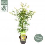 Японски клен Palmatum Emerald Lace ф19 см H65 см