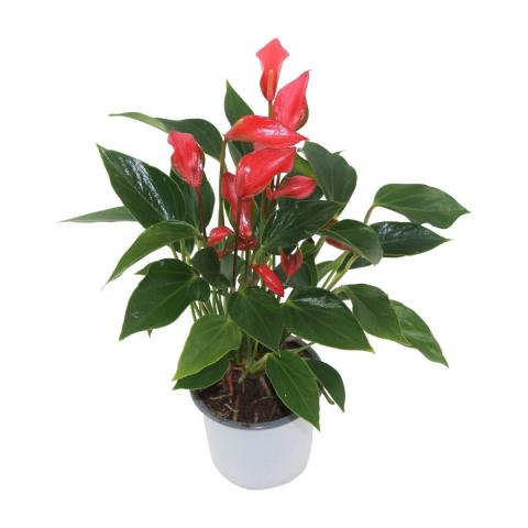 Антуриум Flamingo Petit ф9 см h30-35 см - Цъфтящи