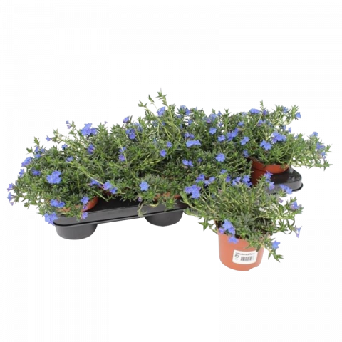 Литодора Heavenly Blue Ф10.5см, H17см - Многогодишни перенни растения