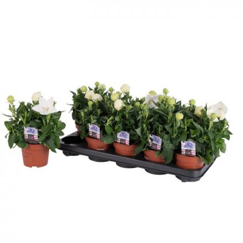 Платикодон Astra ф12 см h15-20 см, снимка 2 - Цъфтящи