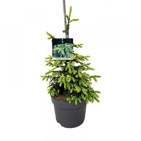 Пицеа Оrientalis Aureospicata Ф32 см, H90 см - Иглолистни храсти и дървета