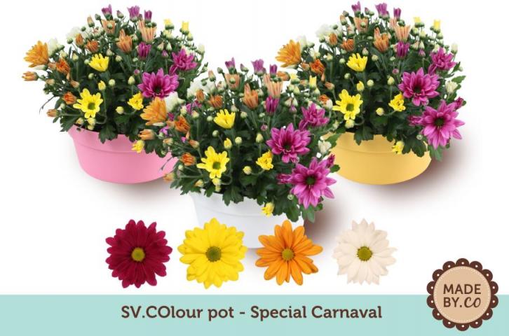 Хризантема  Carnaval Ф23 см, H27 см - Външни растения