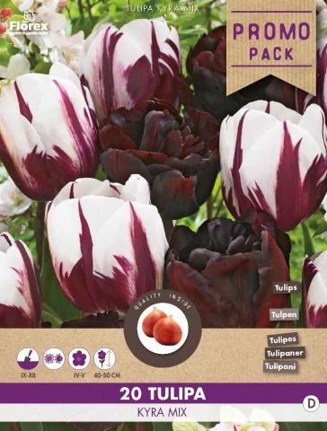 Луковици PP Лале Kyra mix 20 бр. - Лалета