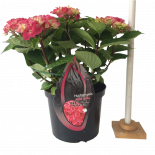 Хортензия BS Pink ф23 см H45 см