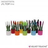 Сансевиера Velvet Touch ф6 см h18-25 см