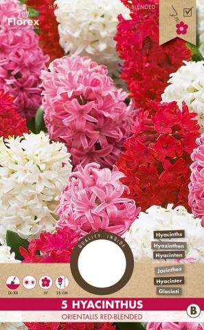 Луковици Зюмбюл Orientalis Red, 5бр. - Външни растения