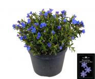 Литодора Heavenly Blue Ф15см, H25см