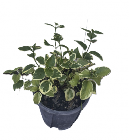 Винка minor and variegata 3 л - Пролетни балконски цветя