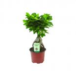 Фикус Микрокарпа Ginseng ф12 см h30 см