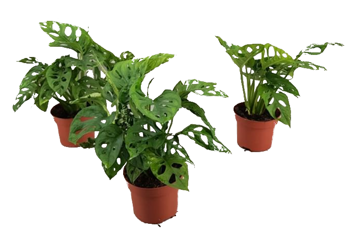 Монстера Monkey Leaf ф12 см h25-35 см - Зеленолистни