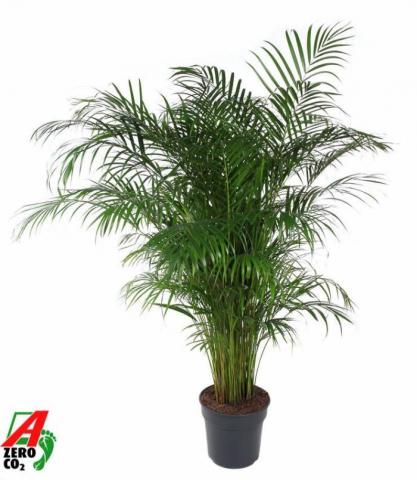 Дипсис Lutescens ф31 см h150 см - Зеленолистни