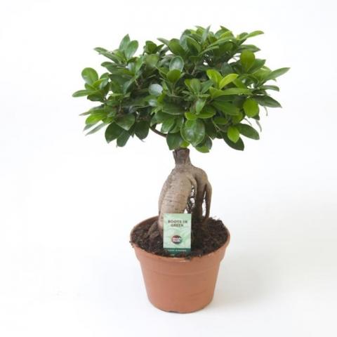 Фикус Microcarpa Ginseng ф17 см h50 см - Бонзаи