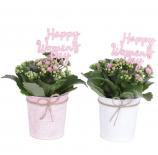 Каланхое Happy Women's Day ф10 см h20-25 см