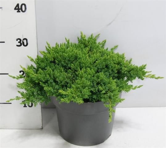 Юниперус Procumbens Nana 5 л, снимка 2 - Иглолистни храсти и дървета