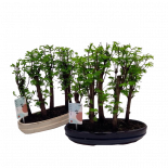 Бонзай Metasequoia Forest ф30 см h37 см