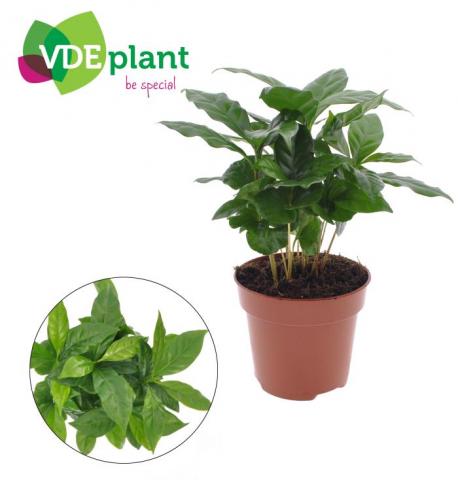 Кафеа Arabica ф12 см h25-30 см - Зеленолистни