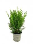 Лъжекипарис Green Pillar ф9 см Н20 см