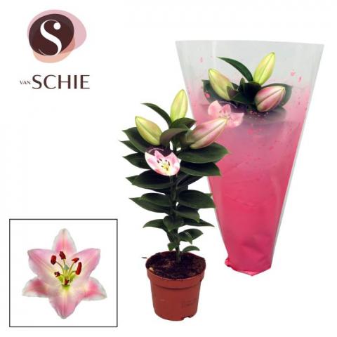 Лилиум Oriental Souvenir Solo ф10 см H32 см - Външни растения