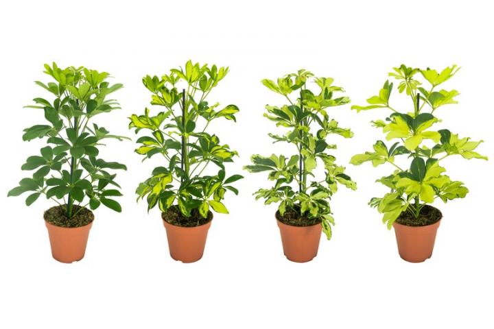Шефлера Arboricola микс ф13 см h45 см - Големи растения
