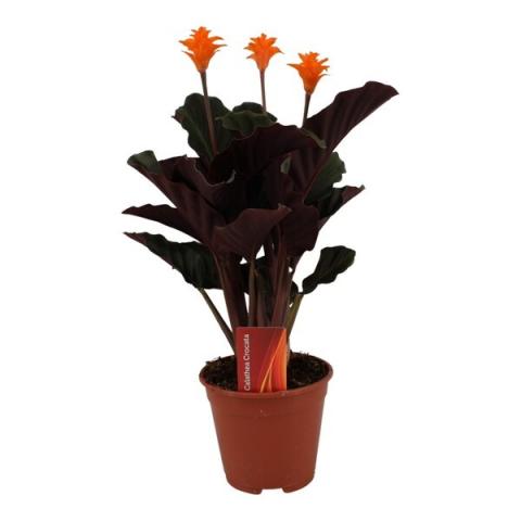 Калатея Crocata ф14 см h40 см - Цъфтящи