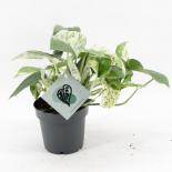 Епипремнум Marble Variegata ф12 см h20-35 см