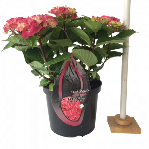 Хортензия BS Pink ф23 см H45 см - Пролетни балконски цветя