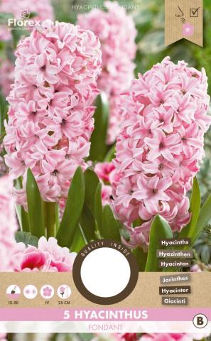 Луковици Зюмбюл Fondant 5бр. - Външни растения