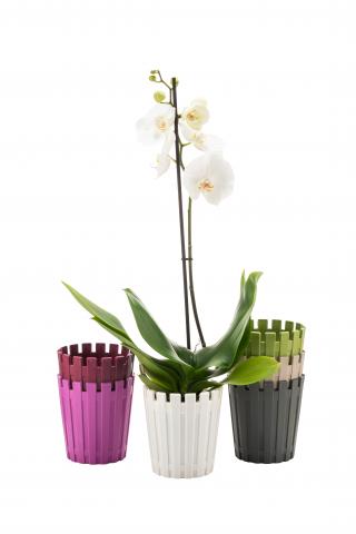 Саксия Akasya orchid микс цветове 13x14 см - Пластмасови саксии