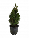 Пицеа Glauca Conica 3л 30-40 см