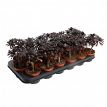 Еониум Nigrum ф8.5 см h15 см