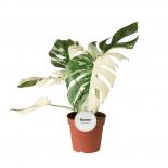 Монстера Deliciosa Variegata Super White ф15 см h50 см