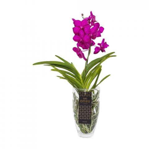 Ванда Charlotte микс ф14 см h60-70 см, снимка 2 - Орхидеи