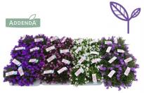 Кампанула Addenda ф12 см h17-25 см
