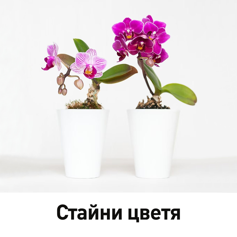 Стайни цветя